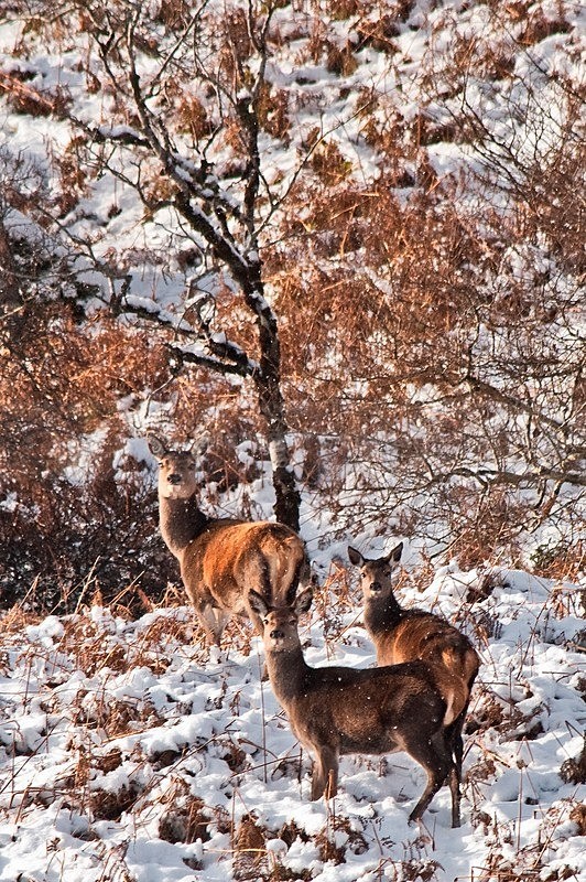 DSC_5995 - Glenveagh & Gartan