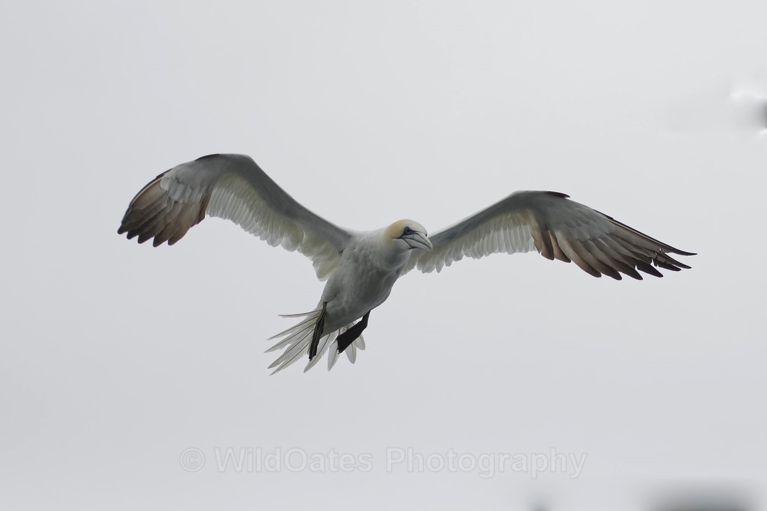 Gannets_0009 - Bass Rock