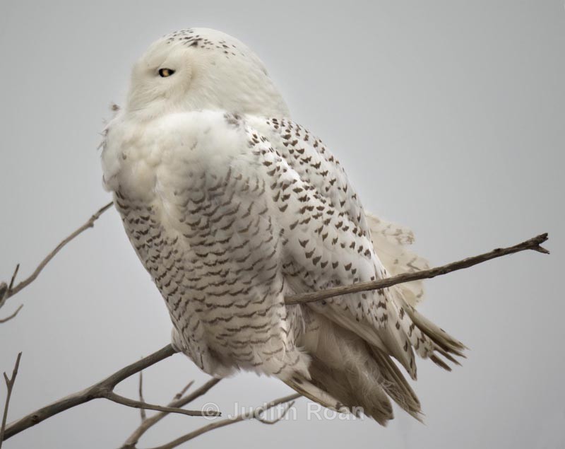  - Snowy Owls