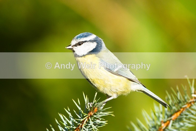 20121110-_MG_1315 - Blue Tit