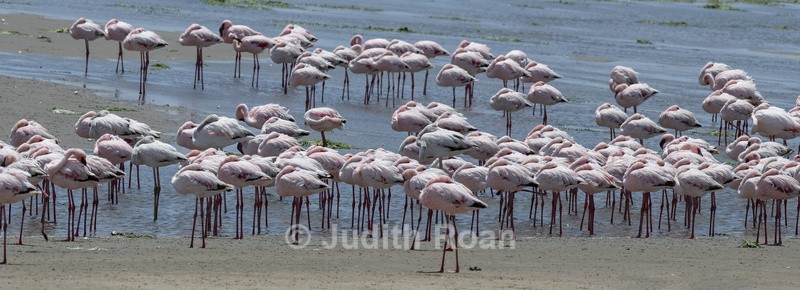 Lesser Flamingo in wind - Namibia 2022