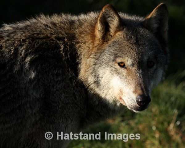 Wolf - nature