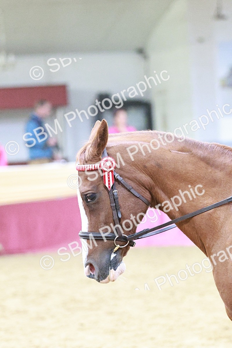 SBM_08131 - Class 11R - Regional Ridden Veteran