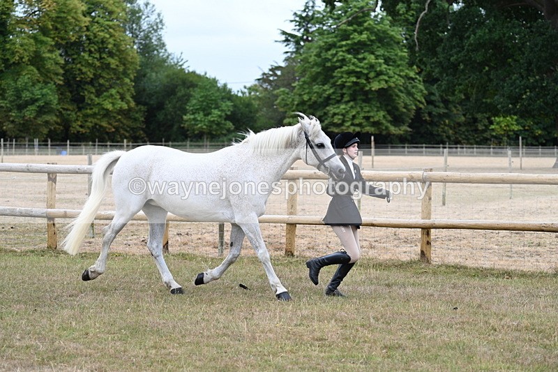 WJ7_8729 - Class 4a Prettiest Mare 14.2hh and over