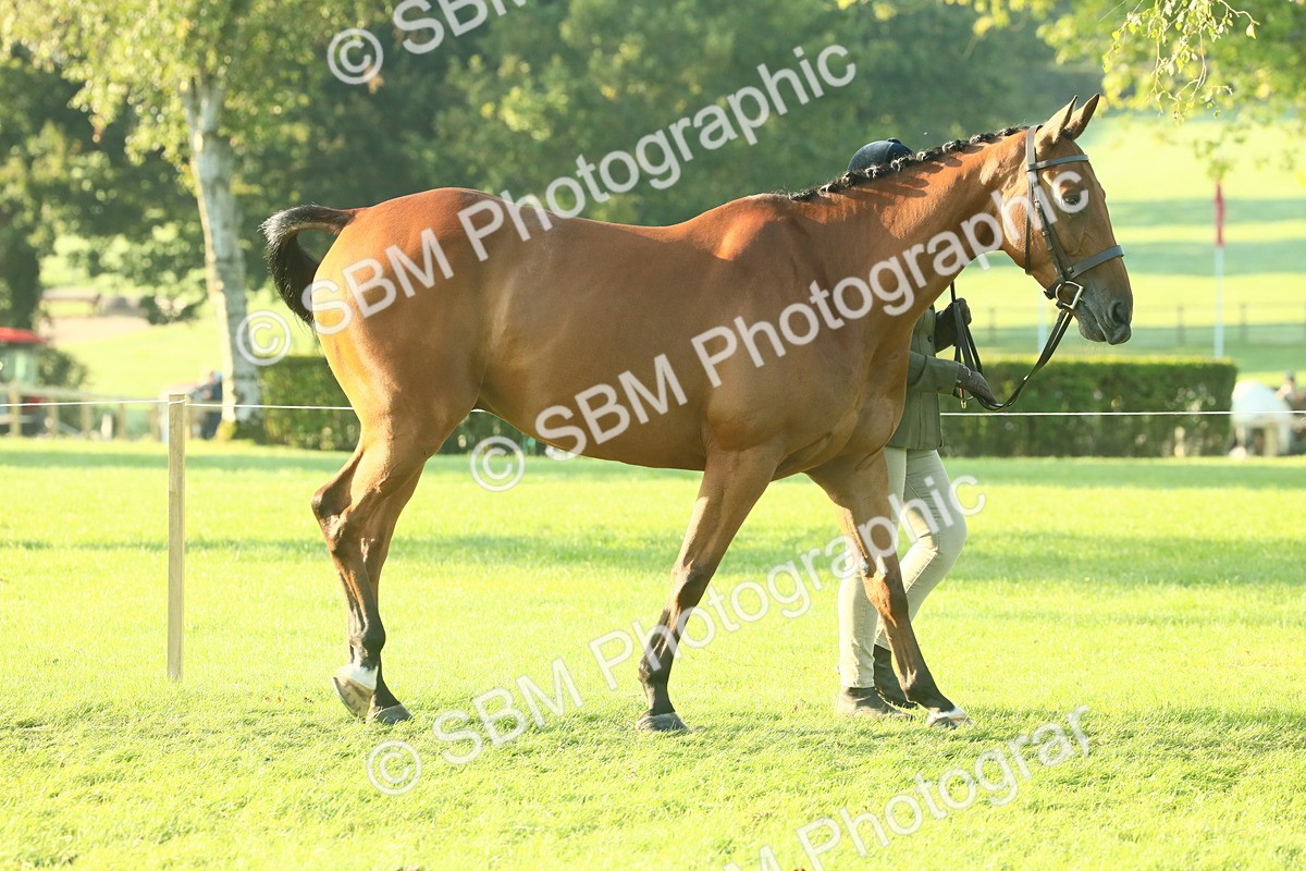 SBM_57309 - S37 - Starters In Hand Showing