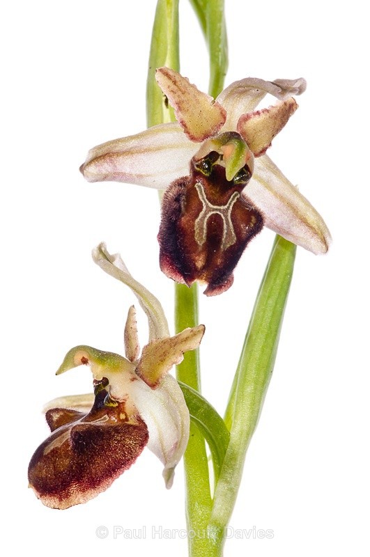  - WB: Orchids - Ophrys