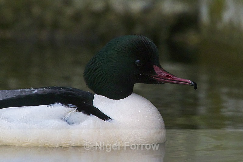 Goosander (male) - Goosander
