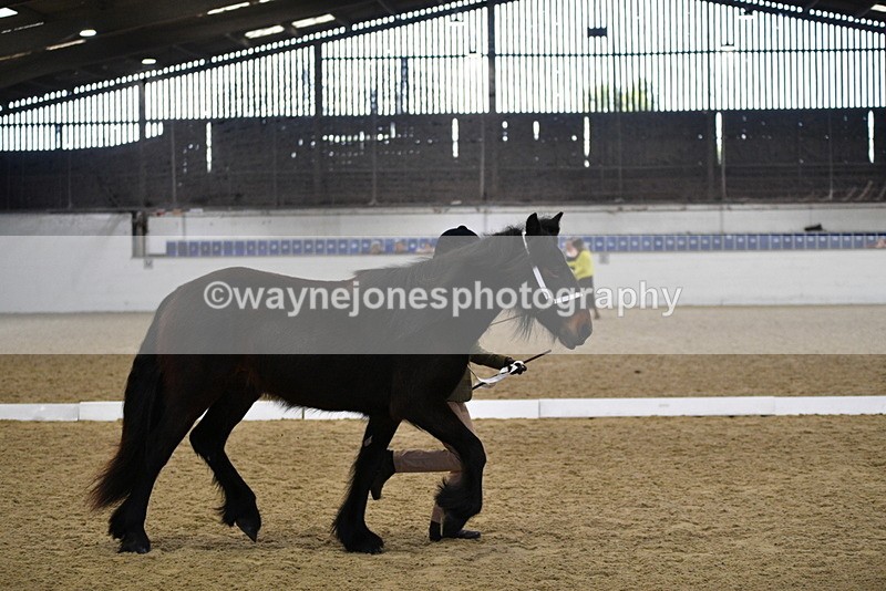 WJ5_4245 - Class 6 In hand M&M - Large Breeds