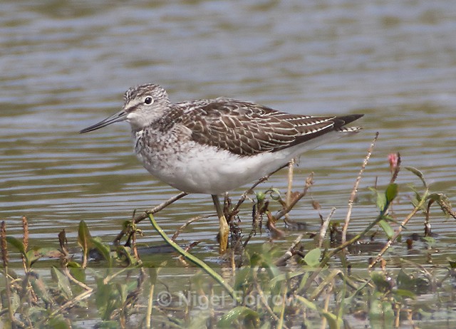 Greenshank at the second screen, Otmoor RSPB - Greenshank