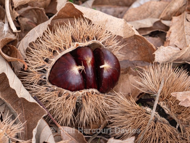 Sweet Chestnut burr (Castanea sativa) split to reveal the chestnuts within. - Autumn Colours 2020