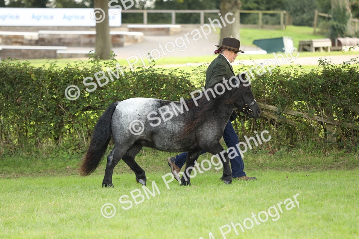 SBM_62739 - S46 - Mountain & Moorland In Hand Small Breeds