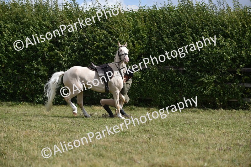 20250831-4072 - Class 13 - Working Hunter Horse or Pony