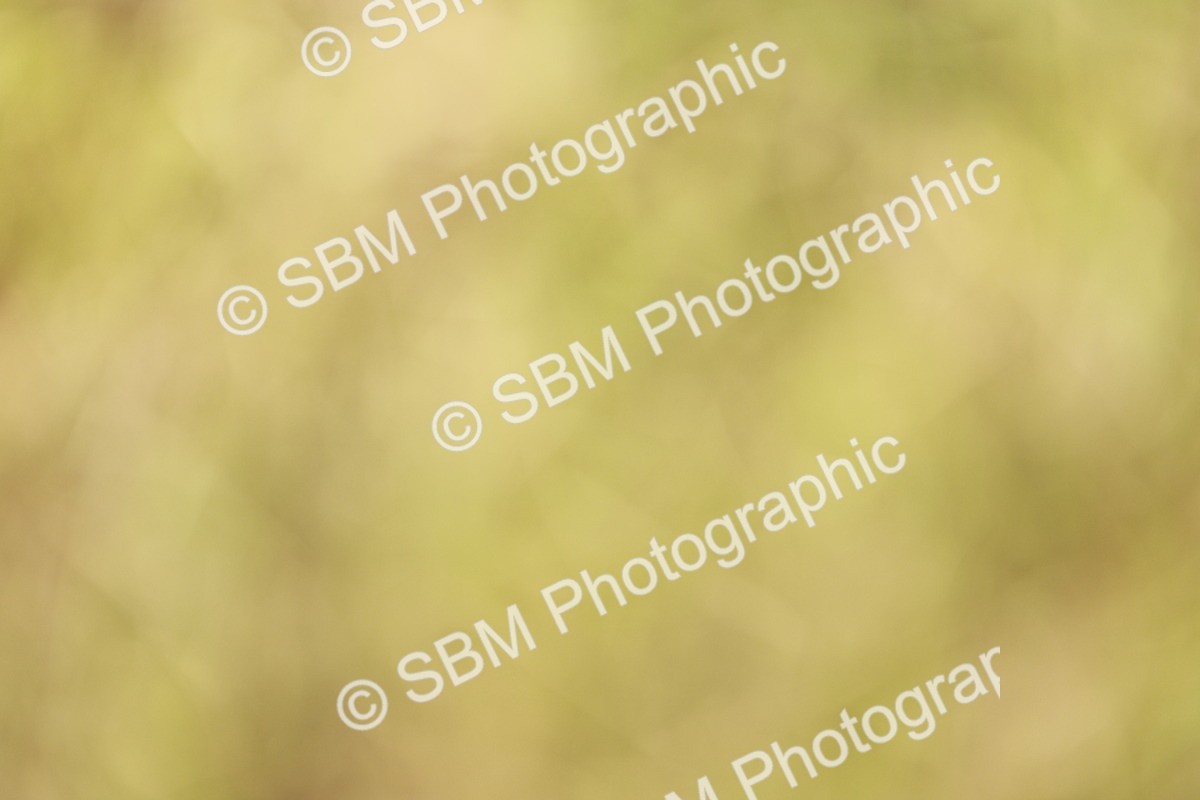 SBM_00620 - Class 14-23 - Mountain & Moorland In Hand Non Welsh