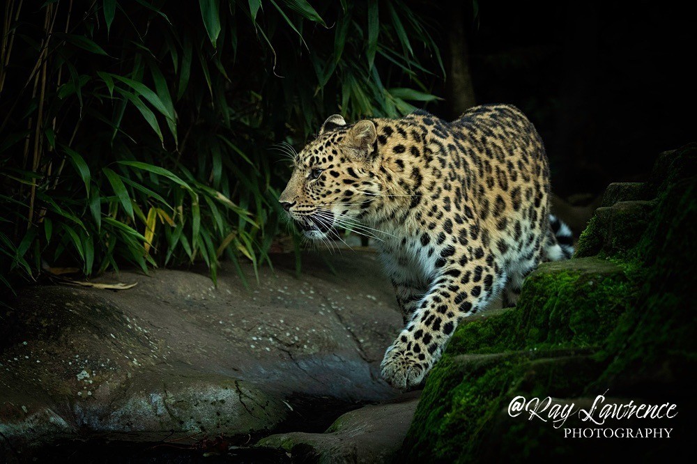 Amur Leopard -RLP_1803 - Vulnerable and Beyond