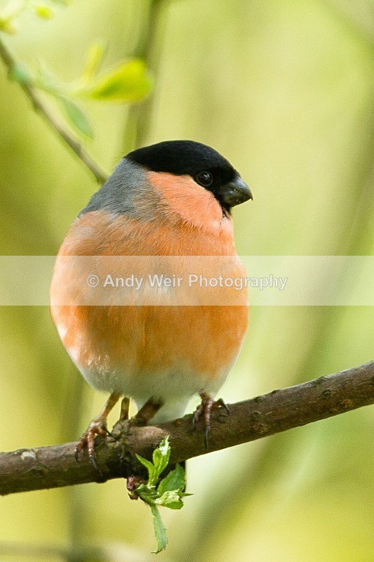 20120421-_MG_9590 - Bullfinch