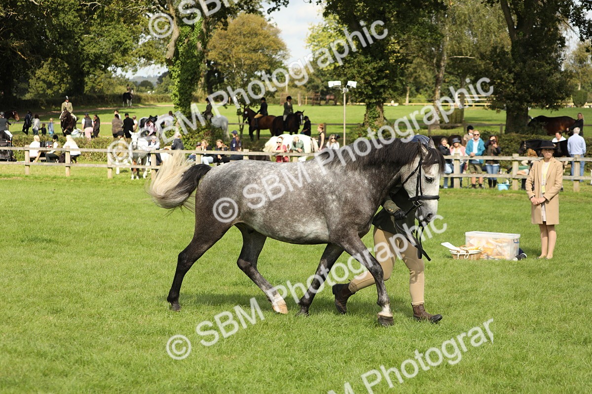 SBM_65483 - S47 - Mountain & Moorland In Hand Large Breeds