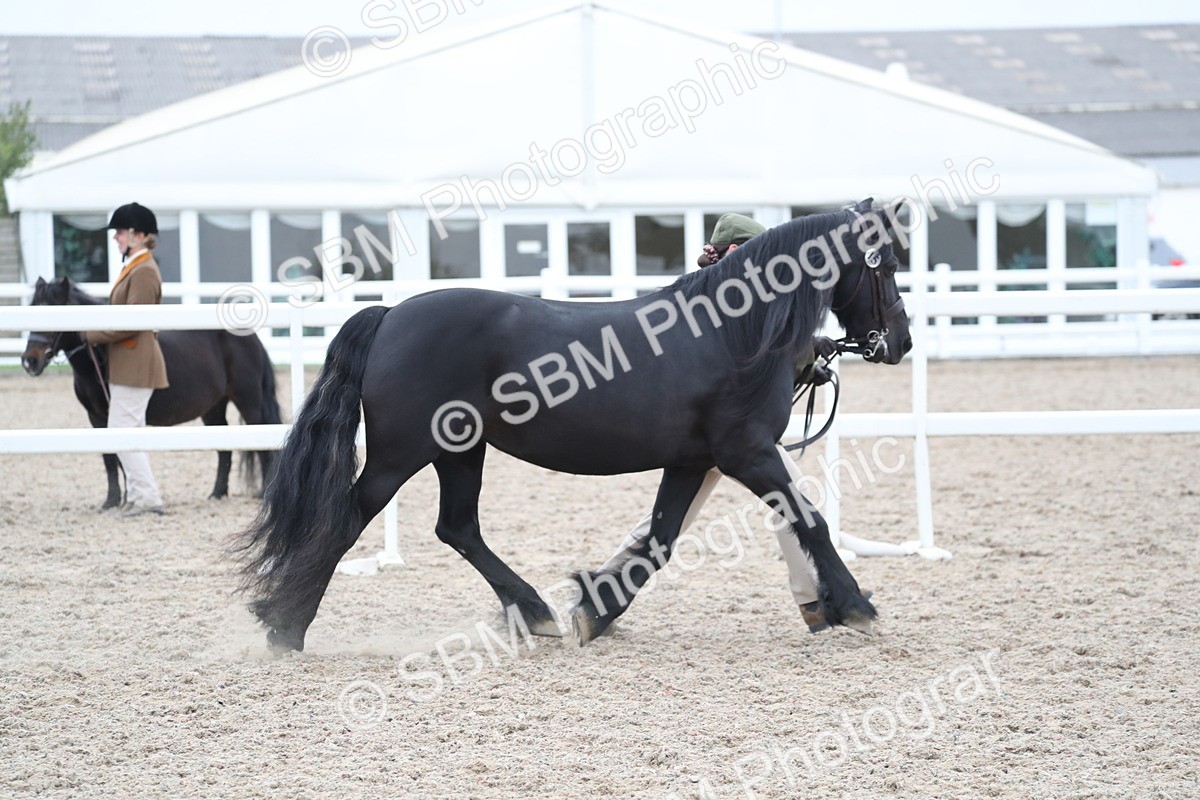SBM_17923 - Class 317 IH Pure bred Horse/Pony