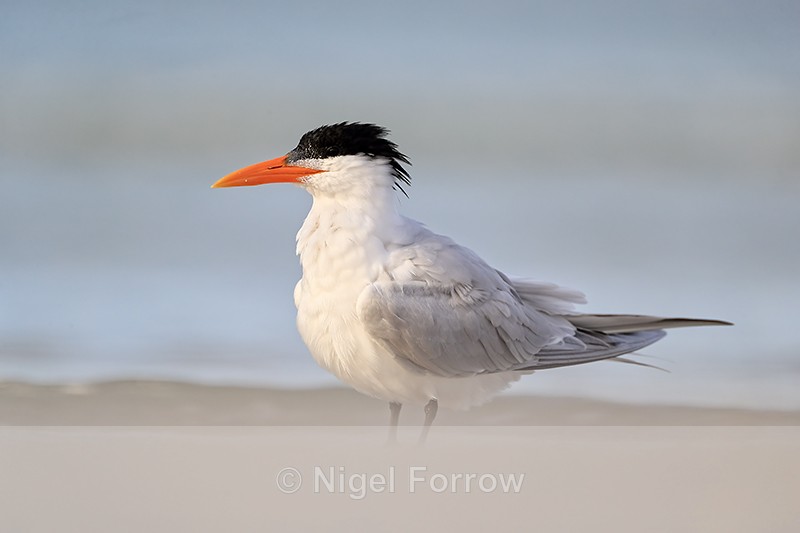 Royal Tern (adult breeding plumage), Fort De Soto Park, Florida - Royal Tern