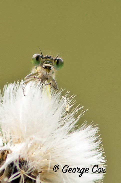 Female Azure Damselfly Head on!! - Dragonflies