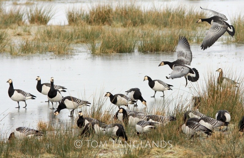 Barnacle Geese - Swans and Geese