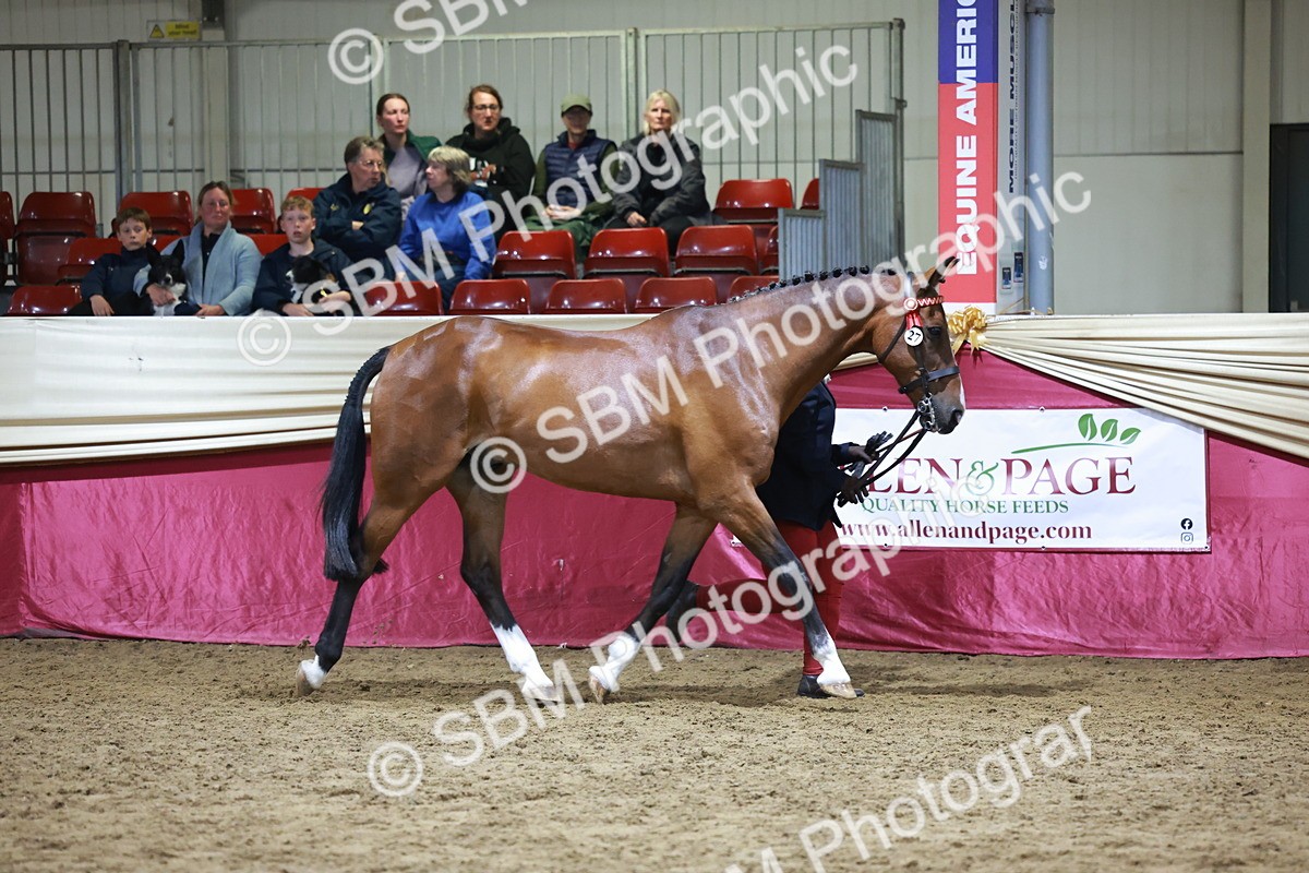 SBM_20626 - Class I - Ridden Pony Champ