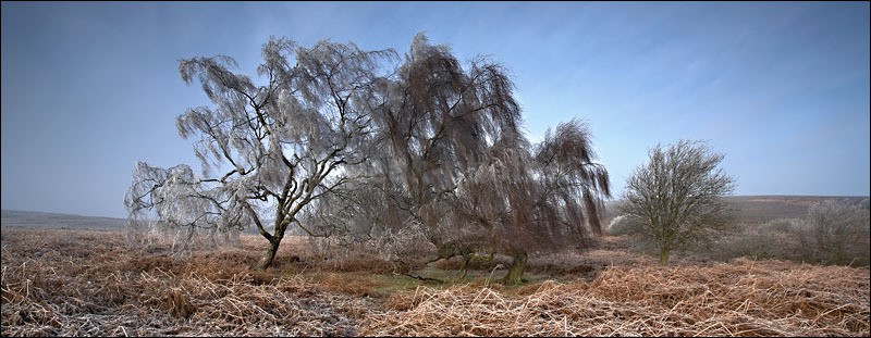 The Weeping Tree - Peak District Winter