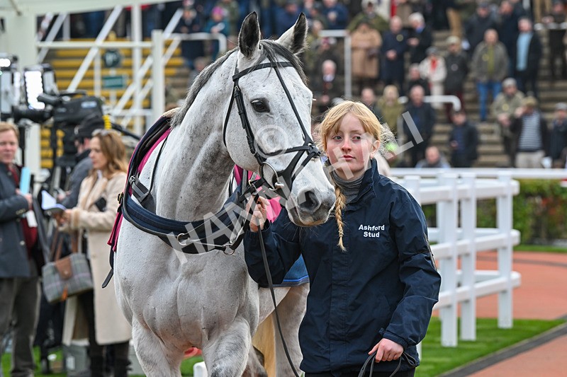 151124-Race 3-Paddock-Unexpected Party-7605 - Race 3