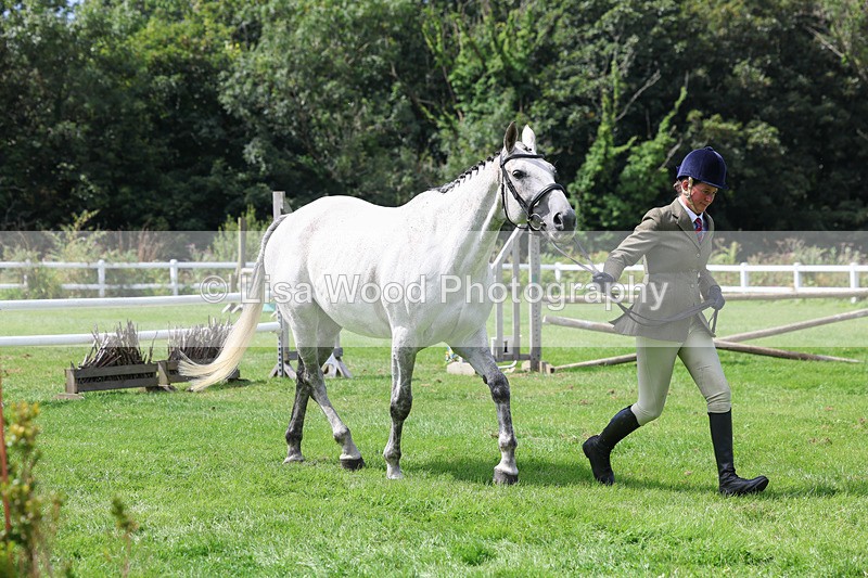 3E7A8799 - Class 5: Working Show Horse