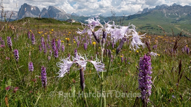 Fringed pink (Dianthus superbus ssp alpestris) growing with fragrant orchids (Gymnadenia conopsea) on the Alpi di Suisi - Wild Orchids