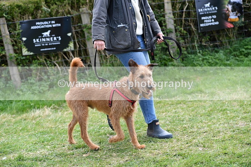 WJ5_0271 - Class 7 Best Terrier