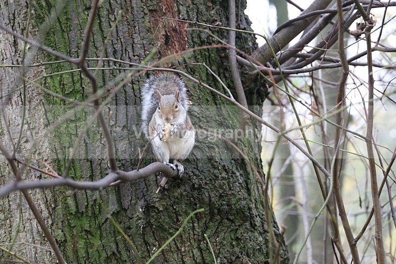 Squirrel - Animals and Birds
