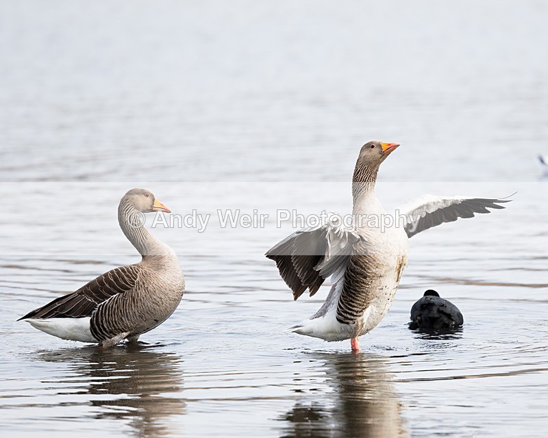 20150306-8E0A0017 - Geese