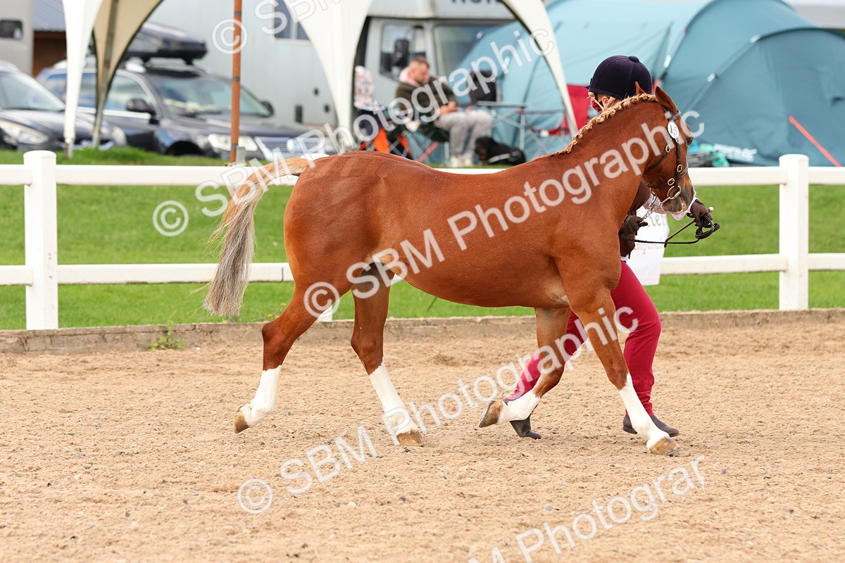 SBM_10177 - Class 205 - IH Show Pony - Show Hunter Pony