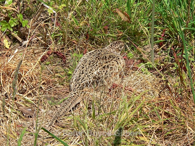 Pheasant perfectly camoflaged - Flora & Fauna