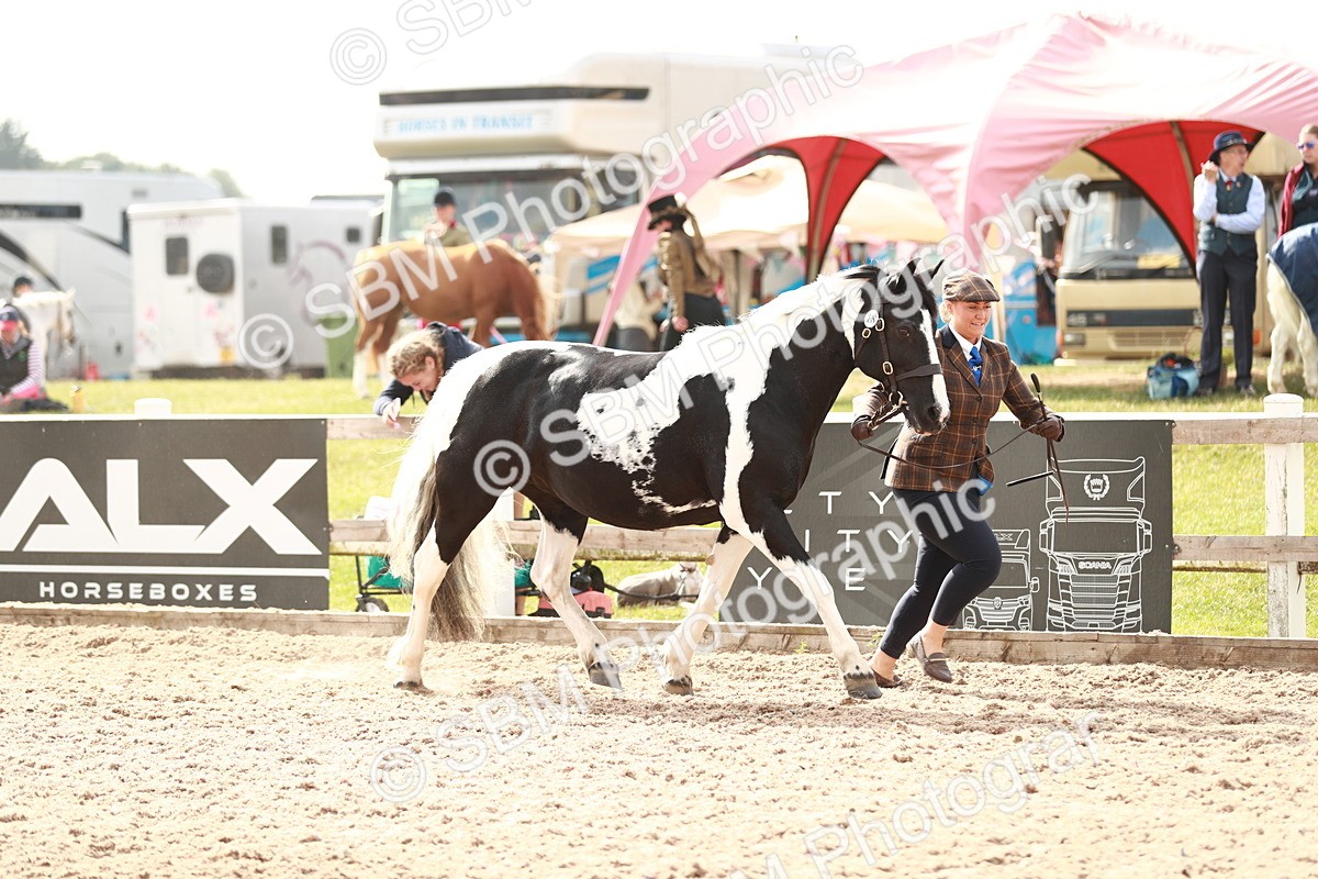 SBM_11810 - Class 206 IH Non Show Type Pony