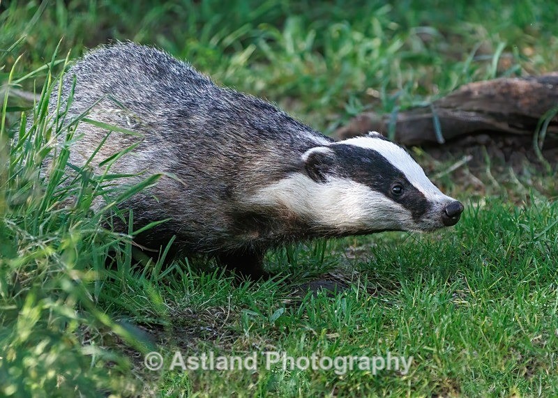 Badger - Latest Images