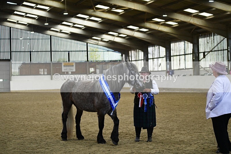 WJ5_5802 - Morning in hand Championship