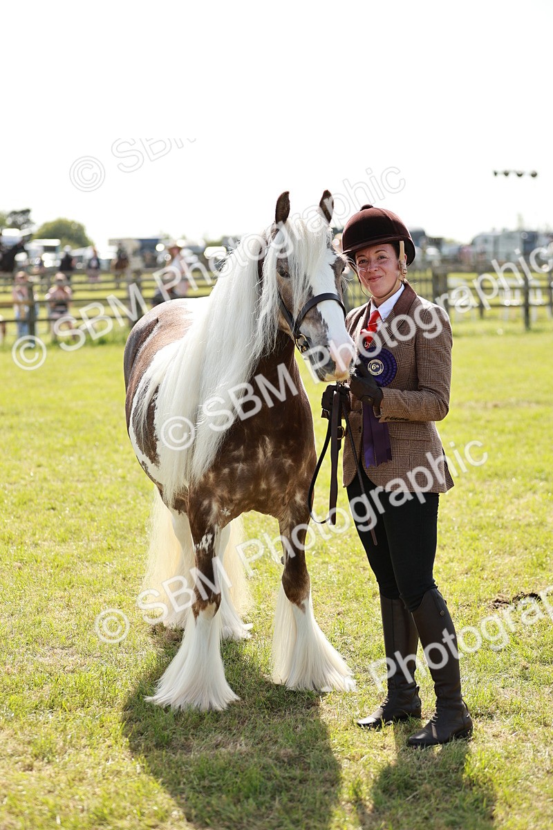 SBM_08946 - Class 63-65 - Traditional Gypsy Cobs In Hand & Ridden
