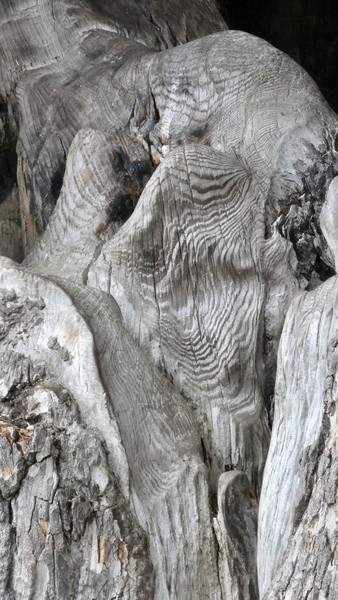 Harry Potter Tree, Blenheim, Wood Detail - MACRO & CLOSE UPS 2