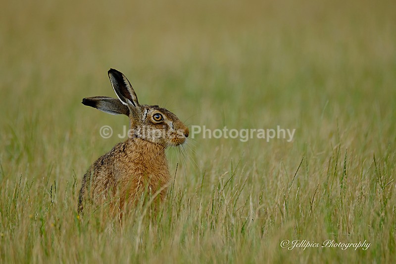  - Wildlife and Nature