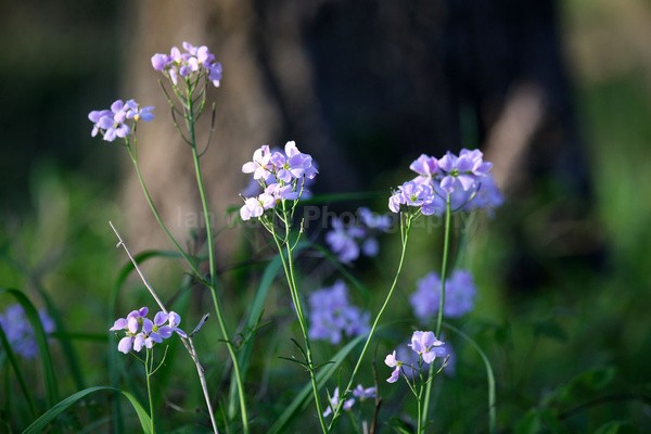 woodland flowers   _ WOOD_027 - Woodland scenes & flowers
