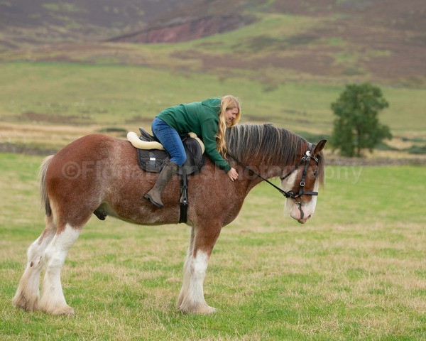 Dionne-82 - DGClydesdales