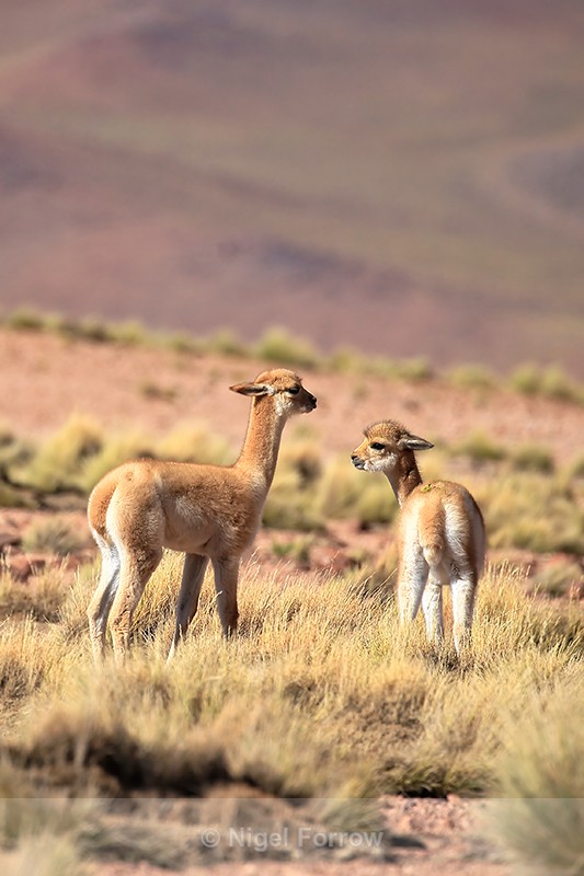 Two young Vicunas, Lake Miscanti, Chile - Vicuna