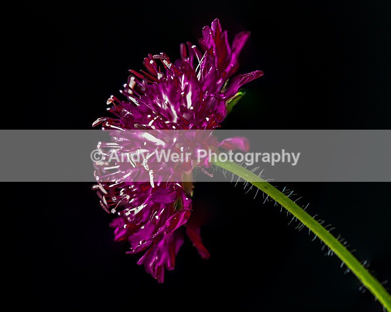 170628-untitled0001-4900 - Plants & Flowers