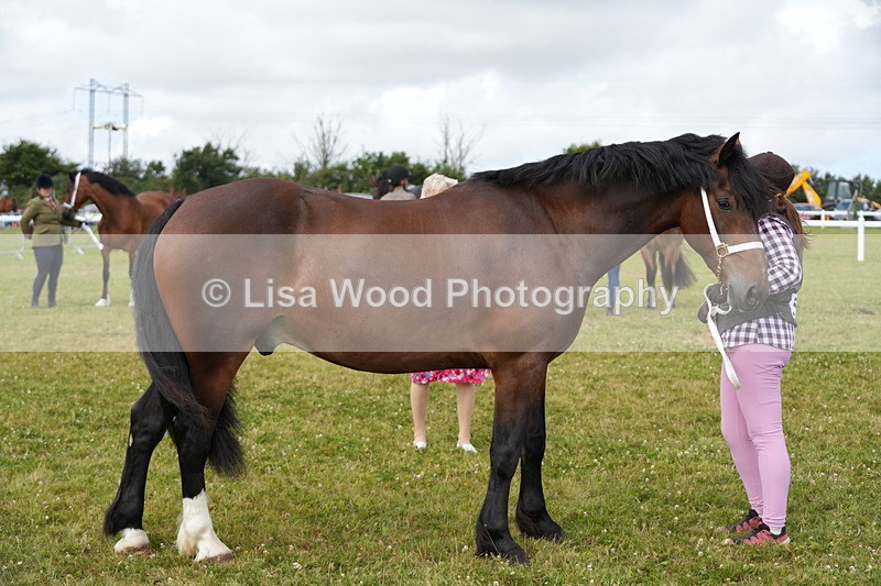 DSC05831 - Class 51: NPS M&M 4 years and over Large Breeds