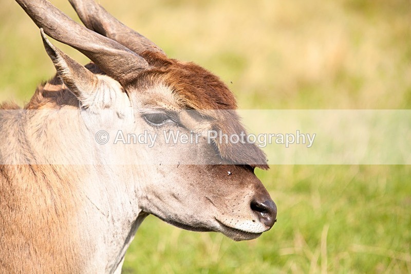 20120903-_MG_9804 - Captive Animals