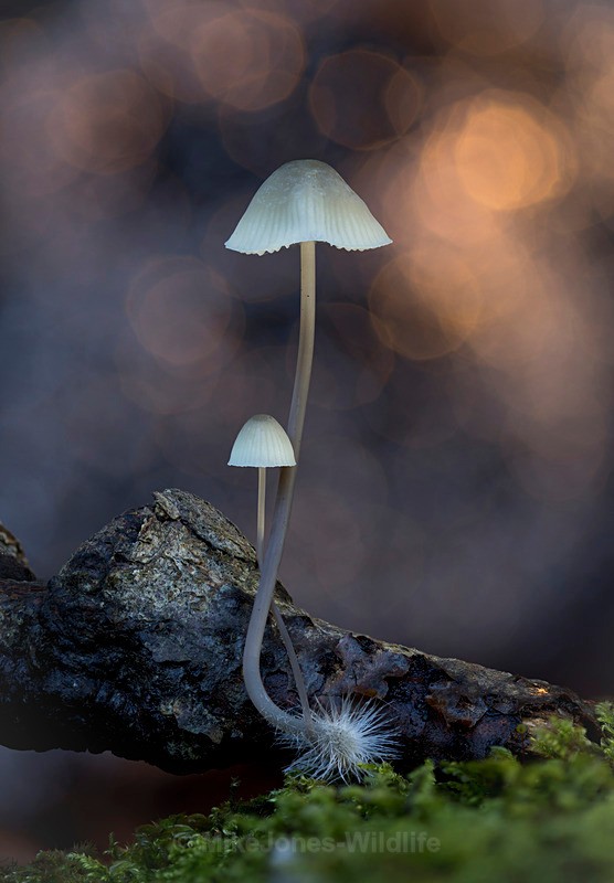FUNGI 150 CROP - AUTUMN 2025 FUNGI/MUSHROOMS
