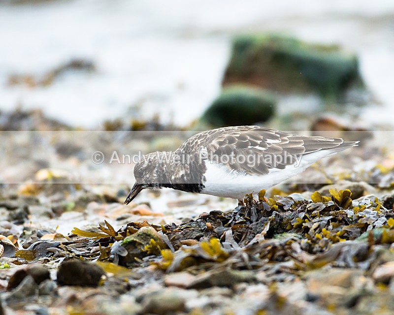20130930-3K8A6354 - Turnstone