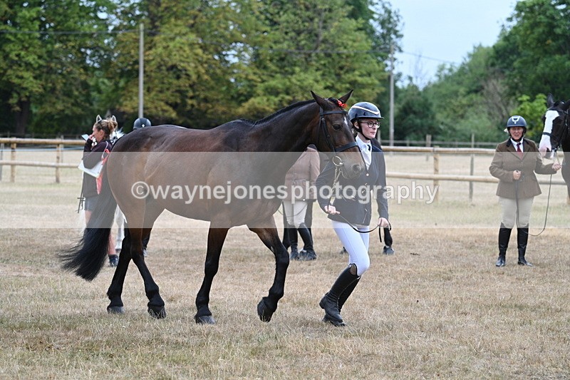 WJ7_9792 - Class 5a Most Handsome Gelding (above 14.2hh)