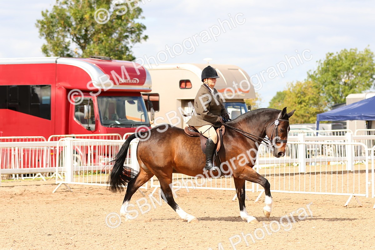 SBM_15488 - Class 214 - Ridden Show Cob